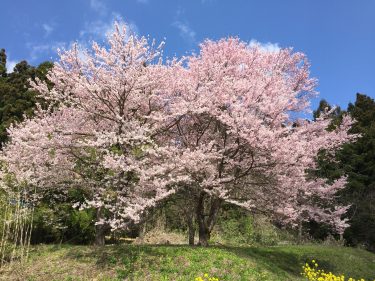 記念の桜。